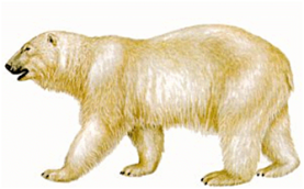 ARCTIC COMPANY